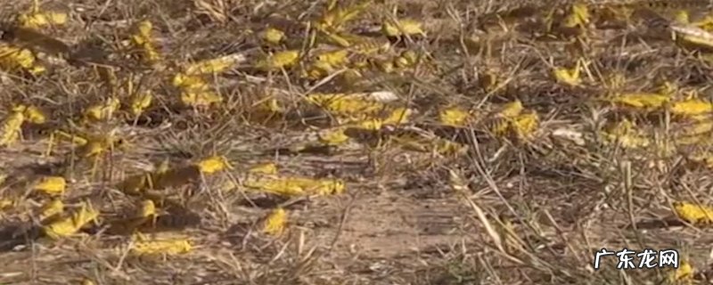 沙漠蝗虫能吃吗