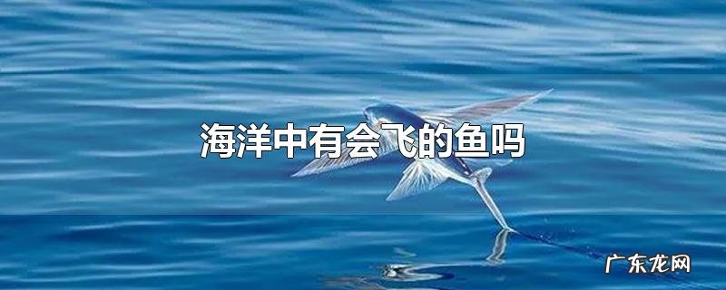 海洋中有会飞的鱼吗