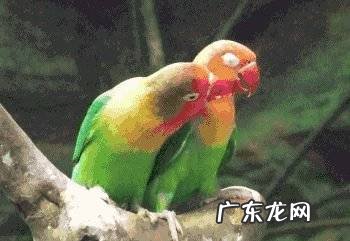 灰头情侣鹦鹉叫什么