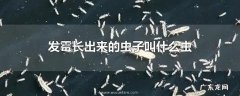 发霉长出来的虫子叫什么虫