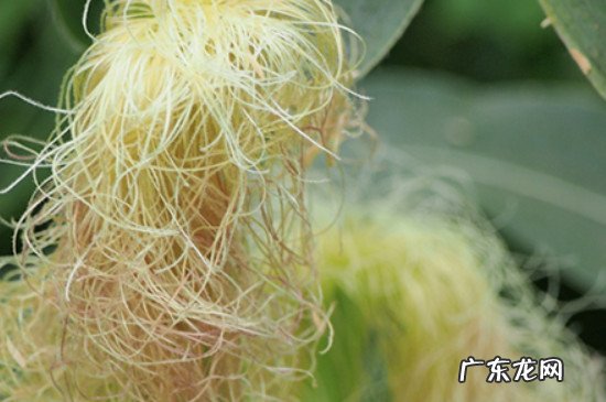 玉米须的功效作用禁忌