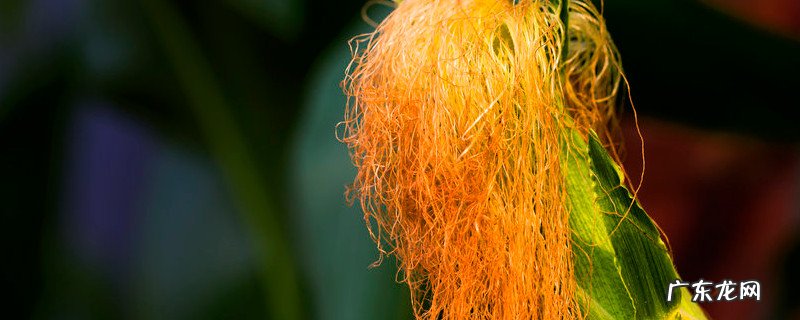 玉米须的功效作用禁忌