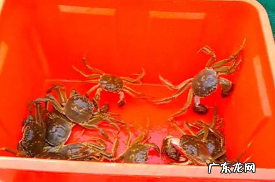 冬天大闸蟹怎么保存不会死
