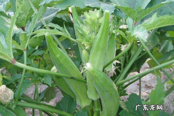 秋葵种植技术与管理