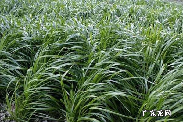 杂交狼尾草种植技术,一般采用条播
