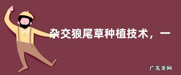 杂交狼尾草种植技术,一般采用条播