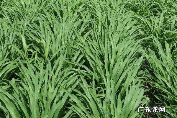 杂交狼尾草种植技术,一般采用条播