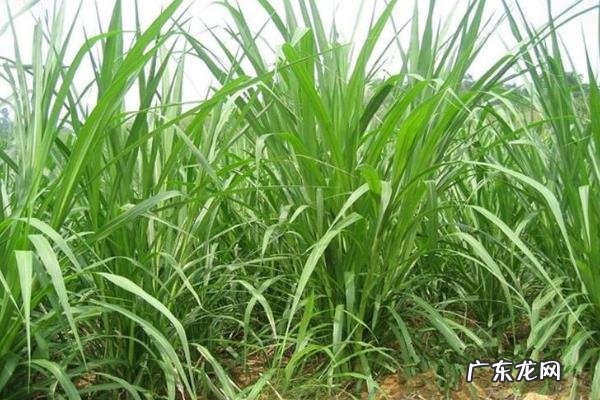 杂交狼尾草种植技术,一般采用条播