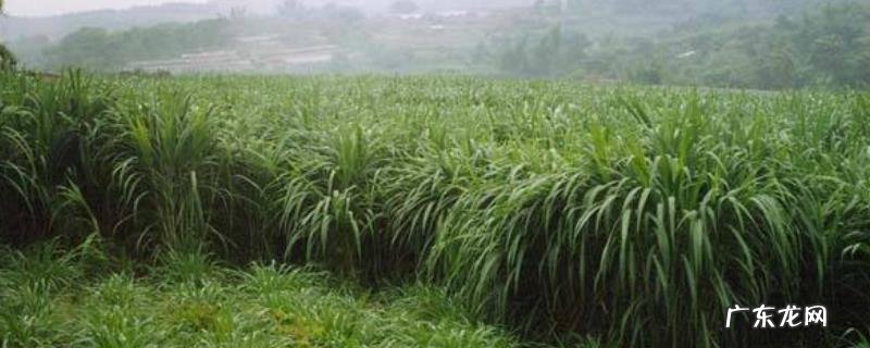 杂交狼尾草种植技术,一般采用条播