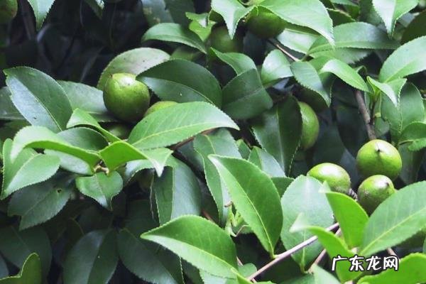 油茶树嫁接茶花技术,宜在6