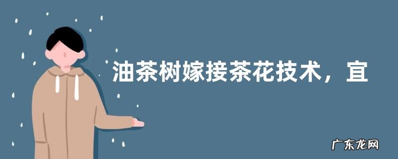 油茶树嫁接茶花技术,宜在6