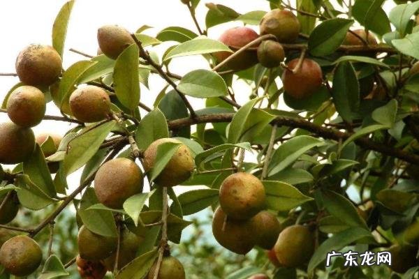 油茶树嫁接茶花技术,宜在6