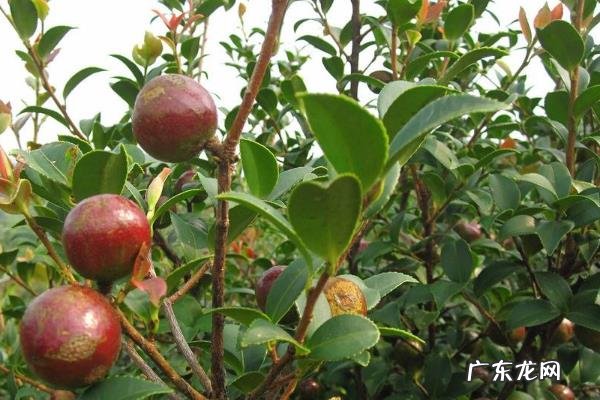 油茶树嫁接茶花技术,宜在6