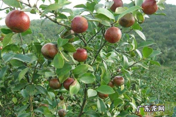 油茶树嫁接茶花技术,宜在6