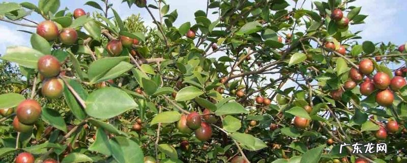 油茶树嫁接茶花技术,宜在6