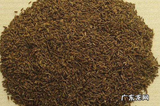 小茴香是孜然吗