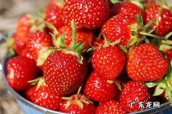 车厘子跟草莓能一起吃吗