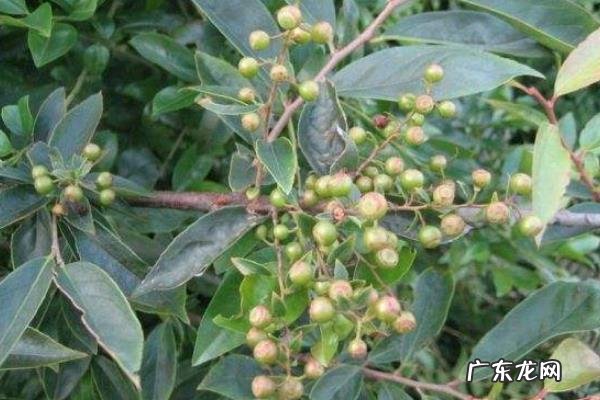 乌饭子种植技术,宜种植在富含有机质、疏松、排水好的酸性土壤中