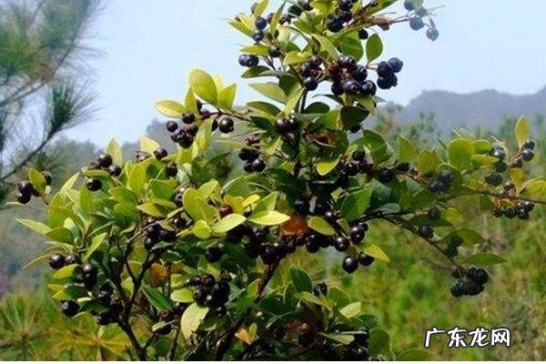 乌饭子种植技术,宜种植在富含有机质、疏松、排水好的酸性土壤中