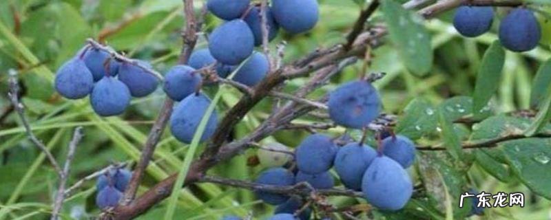 乌饭子种植技术,宜种植在富含有机质、疏松、排水好的酸性土壤中