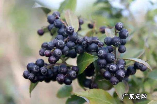 乌饭子种植技术,宜种植在富含有机质、疏松、排水好的酸性土壤中