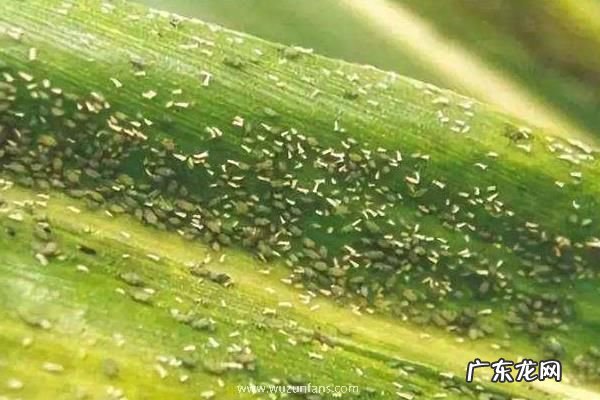 玉米蚜虫的防治方法,附蚜虫对玉米的危害症状