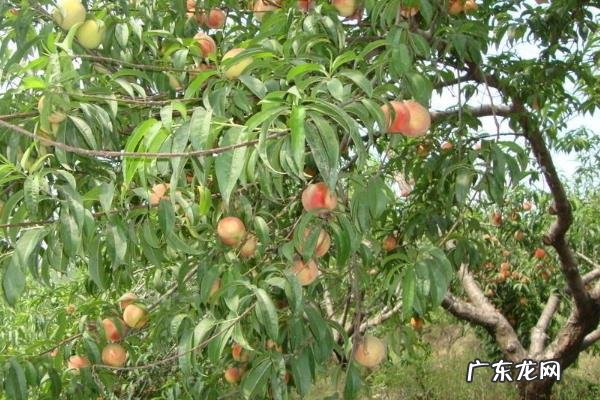 桃树种植技术,可在春季或者秋季栽种
