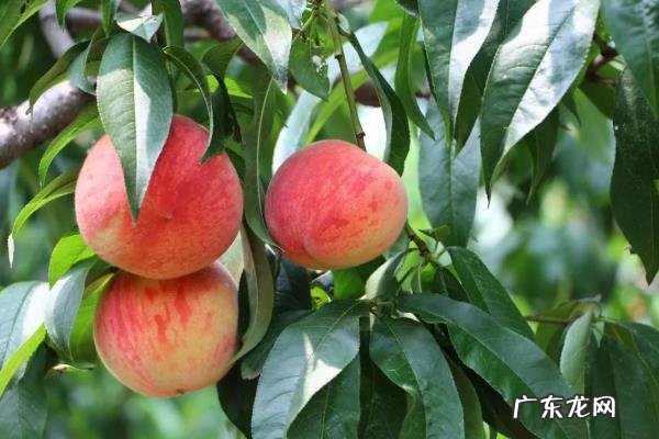 桃树种植技术,可在春季或者秋季栽种