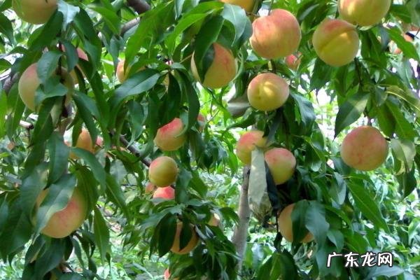 桃树种植技术,可在春季或者秋季栽种