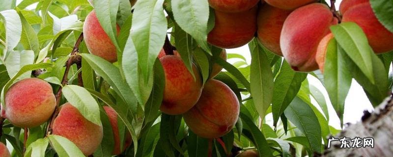 桃树种植技术,可在春季或者秋季栽种