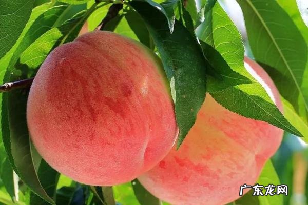 桃树种植技术,可在春季或者秋季栽种