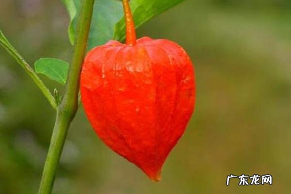 含羞果种植技术,及时做好病害防治工作