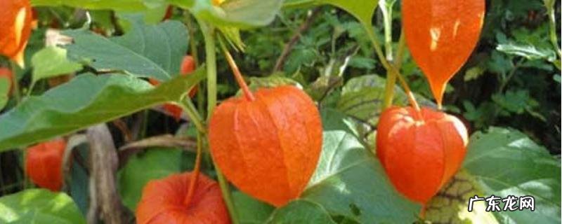 含羞果种植技术,及时做好病害防治工作