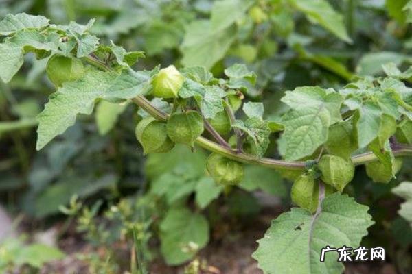 含羞果种植技术,及时做好病害防治工作