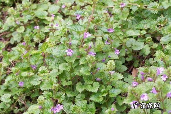 连钱草种植技术,可种子繁殖和扦插繁殖