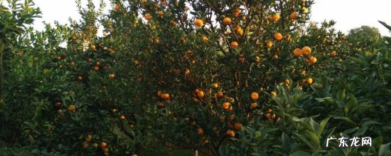 橙子树施肥时间和方法