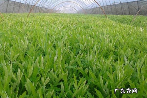 皇帝菜种植技术，一般采用种子繁殖