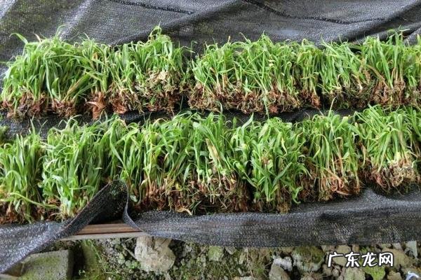 黄精种植技术，出苗后需定期做好肥水和防强光工作