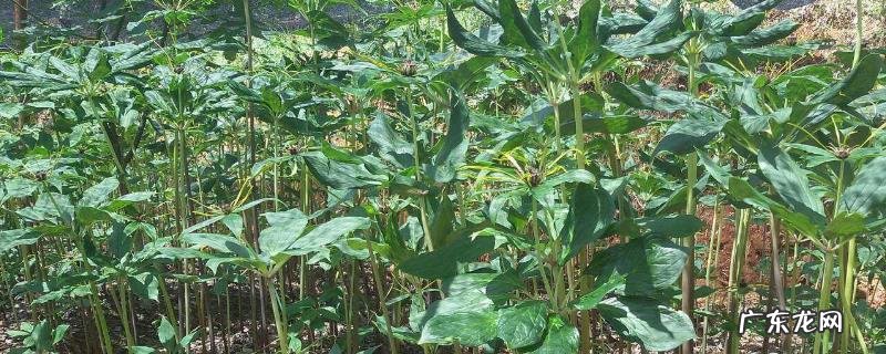 黄精种植技术，出苗后需定期做好肥水和防强光工作