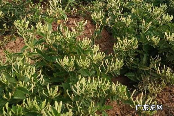 树型金银花种植技术,整地时需施足底肥
