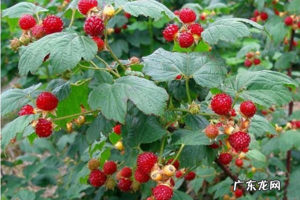 覆盆子种植技术,施足底肥,在花期和结果期追肥