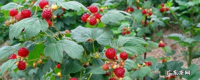 覆盆子种植技术,施足底肥,在花期和结果期追肥