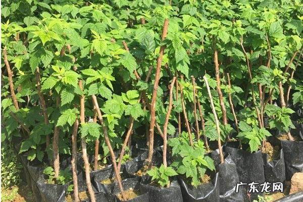 覆盆子种植技术,施足底肥,在花期和结果期追肥