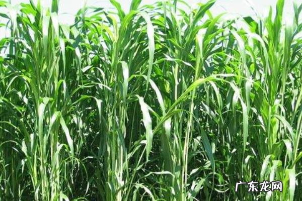 甜高粱种植技术，甜高粱对土地要求不高