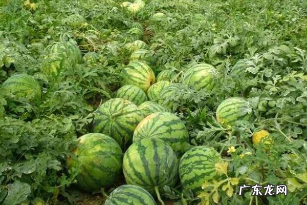 大棚西瓜种植技术,大棚西瓜适合在高温强光环境中生长