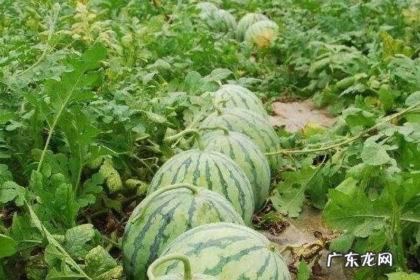 大棚西瓜种植技术,大棚西瓜适合在高温强光环境中生长