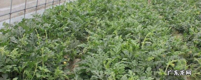 大棚西瓜种植技术,大棚西瓜适合在高温强光环境中生长