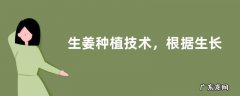 生姜种植技术，根据生长情况合理进行水肥管理