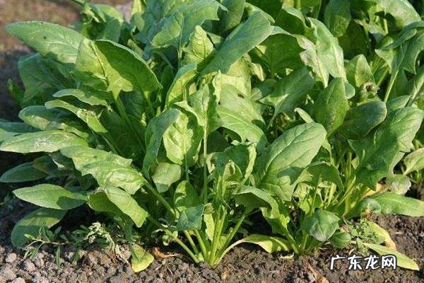 菠菜死苗是什么原因，菠菜死苗怎么治？