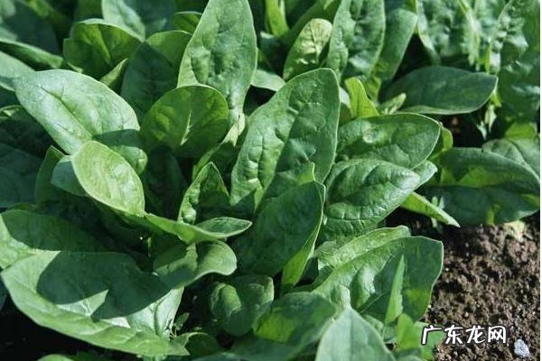 菠菜死苗是什么原因，菠菜死苗怎么治？